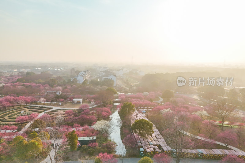 花开海上梅花节