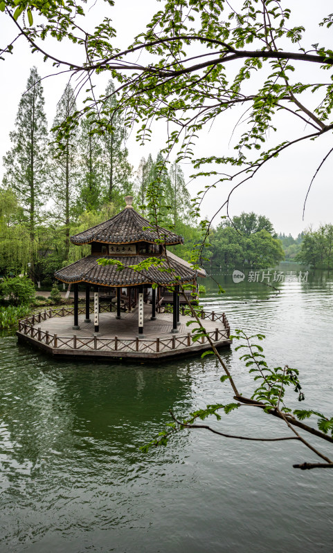 杭州西湖茅家埠黛色参天自然风景景观