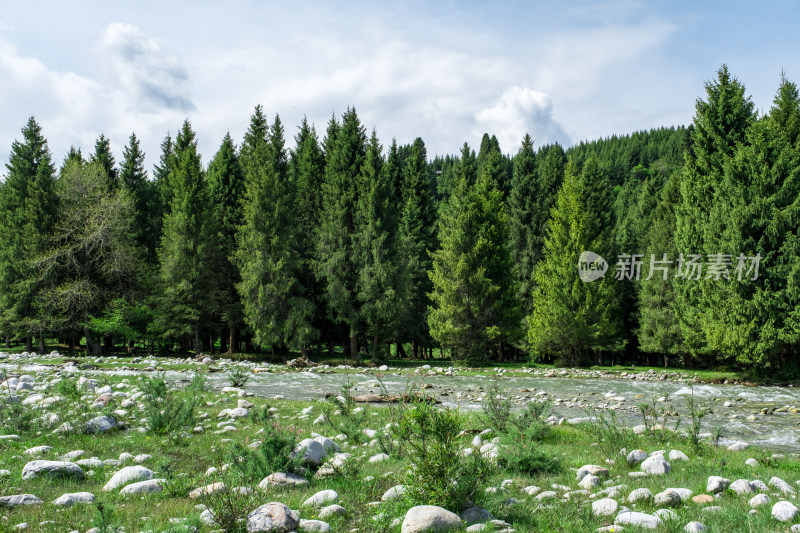 新疆伊犁恰西小溪边的原始森林