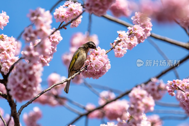 春天的樱花与小鸟