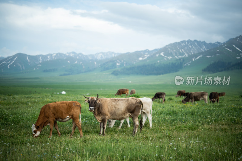 新疆 户外 旅行 风光 徒步 露营 壁纸