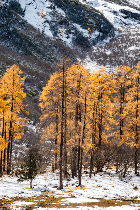 晴朗午后，四川毕棚沟景区秋景