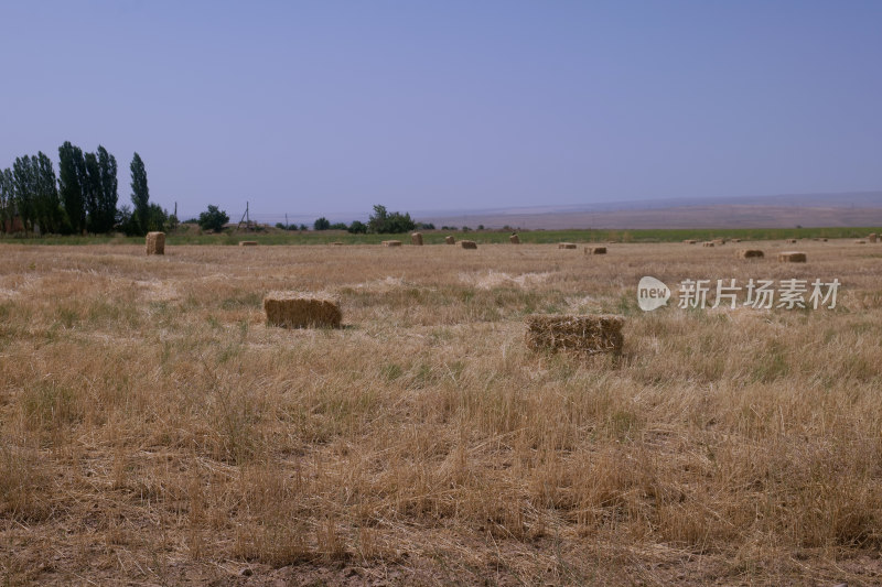 哈萨克田野中堆放着干草垛的开阔景象