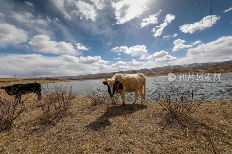 蓝天白云秋季湖边的牛
