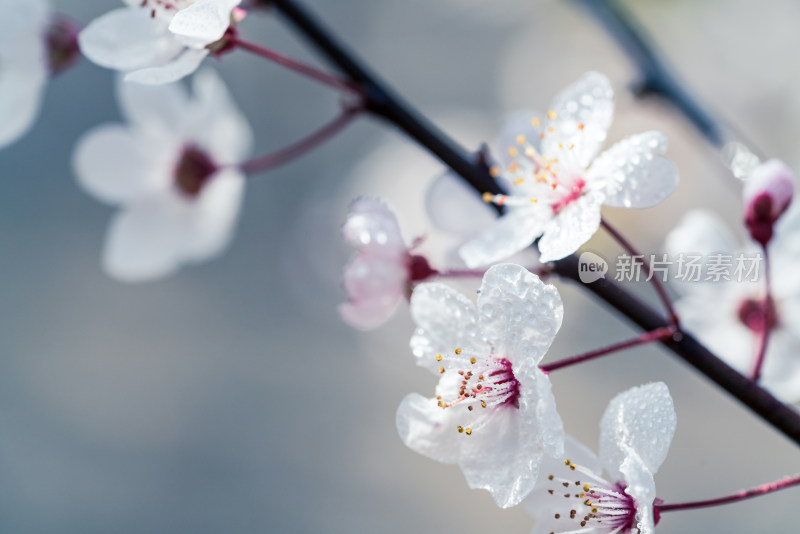 盛开的白色樱花特写