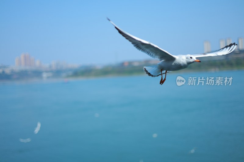 飞翔的海鸥场景