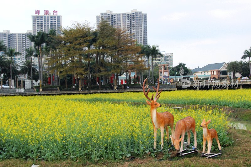 广东东莞：莲湖风景区油菜花田