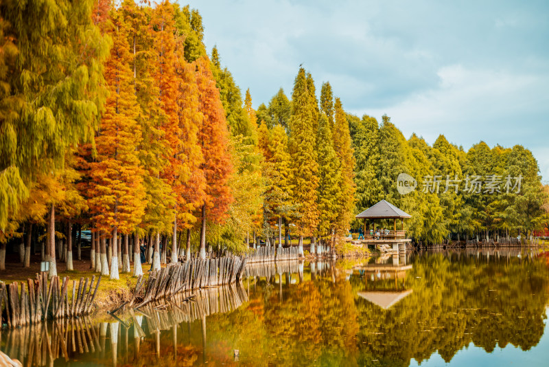 昆明滇池海虹湿地公园的水杉林