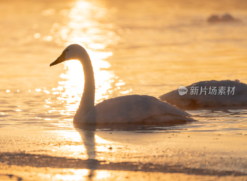 冬季白天鹅在清晨的河水中游泳嬉戏飞翔
