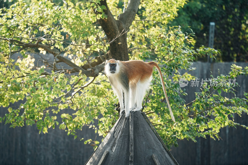 树上攀爬的赤猴