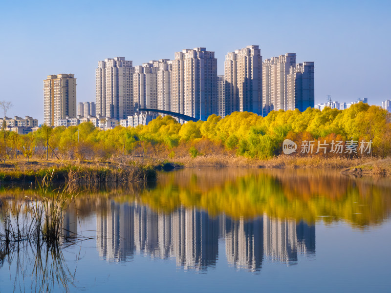 西宁 宁湖湿地公园 青海 秋天 秋季