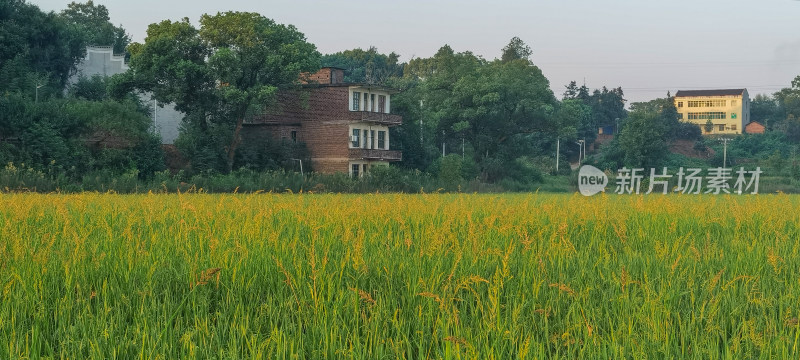 湖南河道平原水稻田