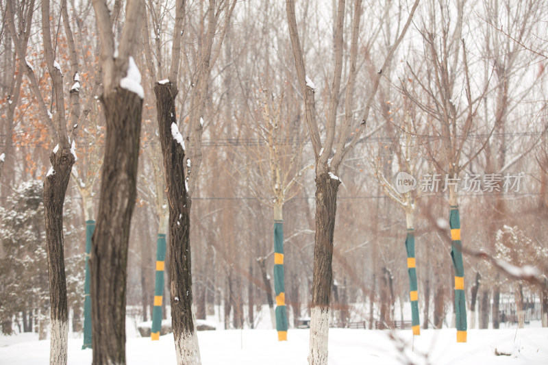 冬天雪后户外新栽种的柳树