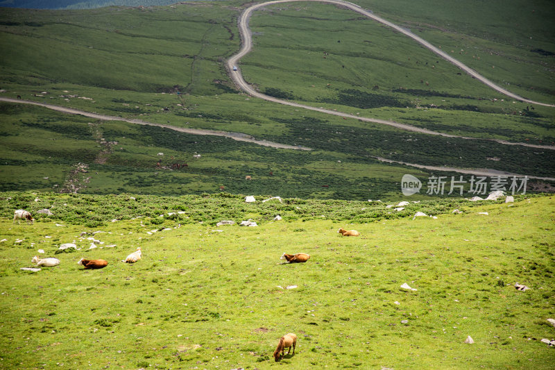 五台山上的牧场