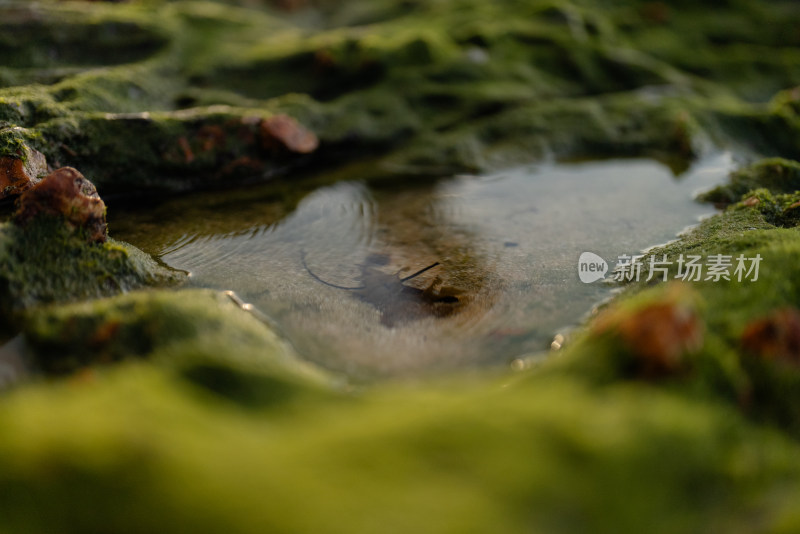 海边岩石苔藓