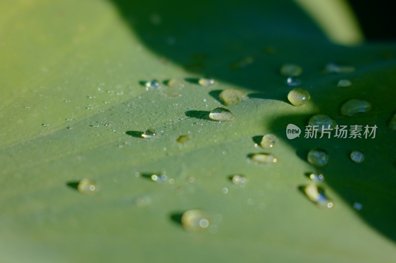 夏日雨荷