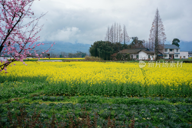 四川春天油菜花盛开的田园风光