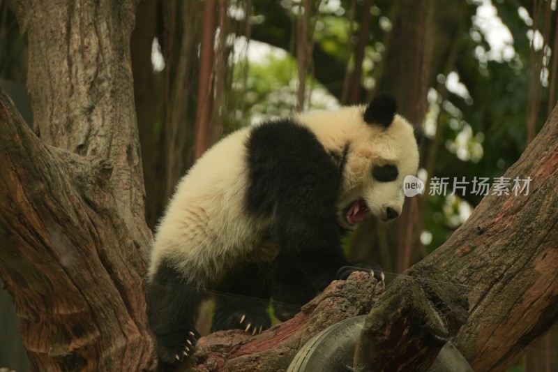 大熊猫幼崽慵懒地趴在树干上休息