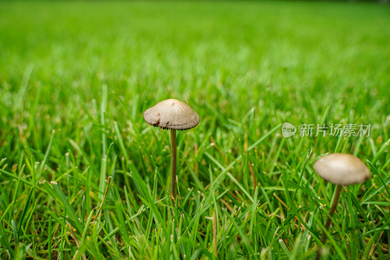 草坪草地上的蘑菇