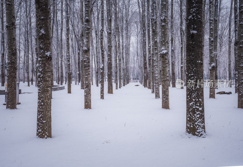 下雪了城市公园自然风景