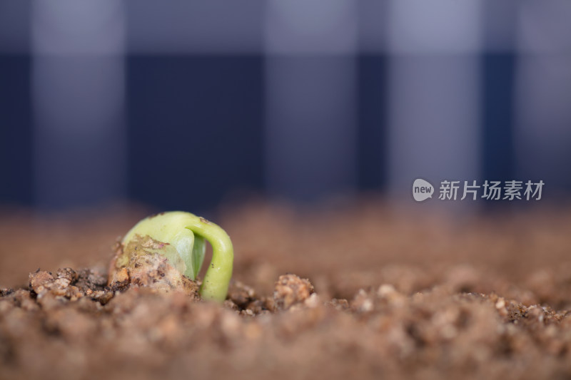 太阳能板背景前的土壤里长出绿芽