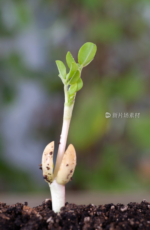 春天生长的嫩芽