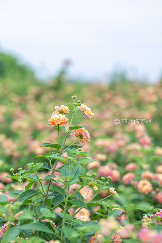 马缨丹花