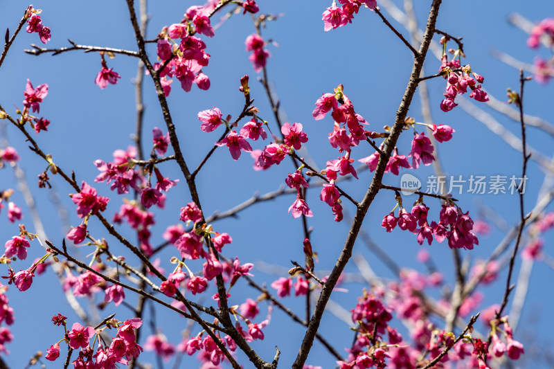 樱花、绯樱