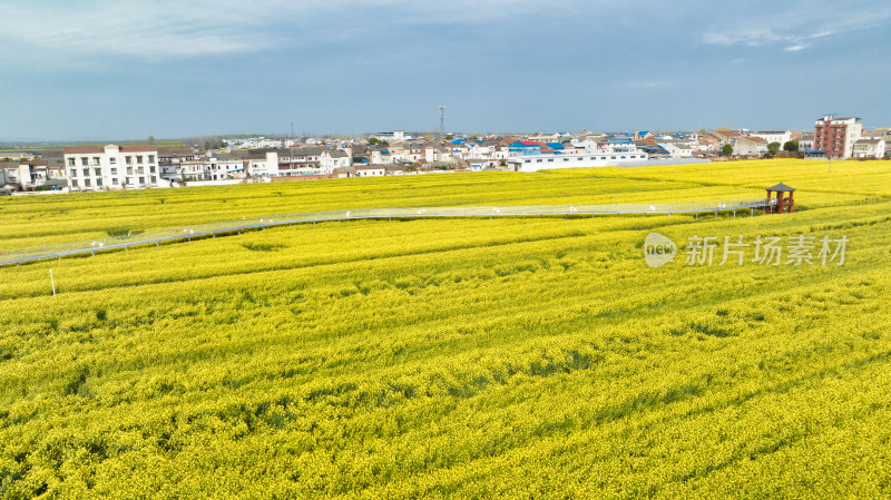 湖北江汉平原的油菜花