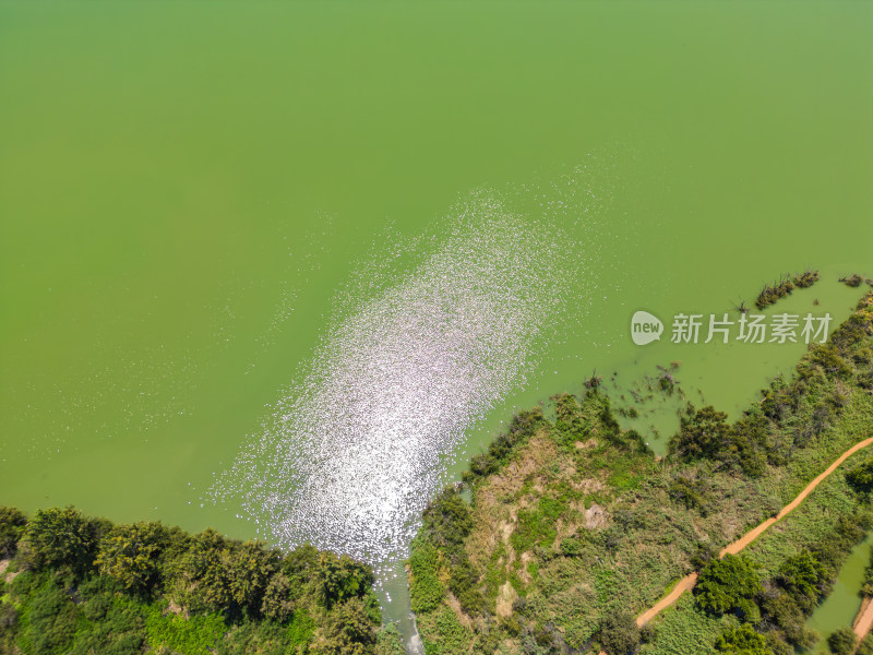 航拍昆明滇池捞鱼河湿地公园景观