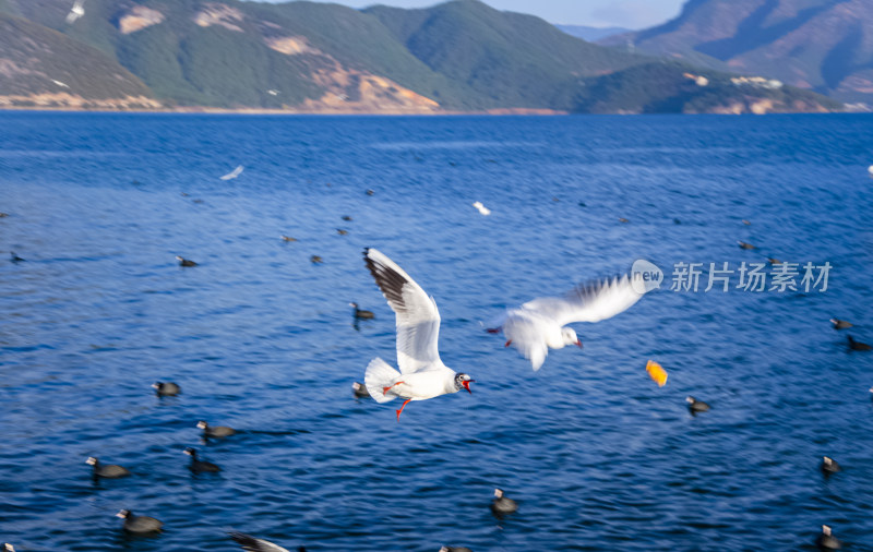 云南丽江泸沽湖山湖风光与海鸥水鸟野生动物