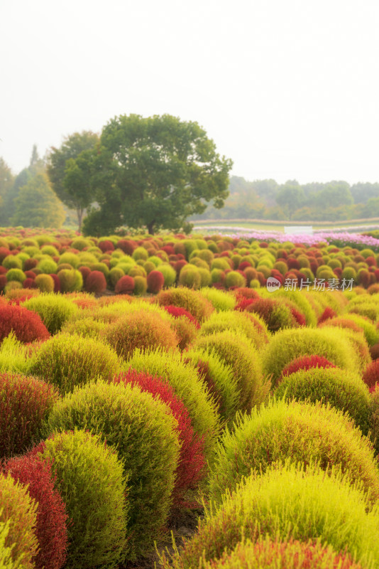 上海公园里秋天地肤色彩鲜艳