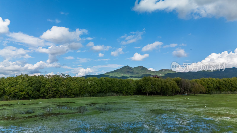 丽江拉市海湿地公园夏天的草地牛羊野鹤飞鸟