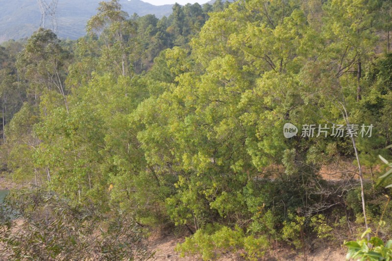 广东省东莞市银瓶山森林公园清溪景区