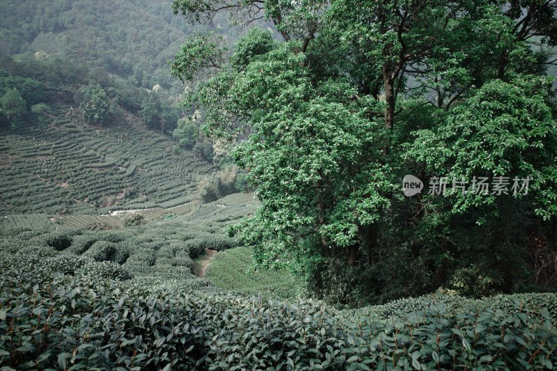 山坡上的大片茶园景观