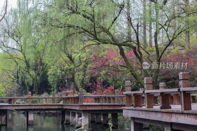 花港观鱼有花有树的水边景致