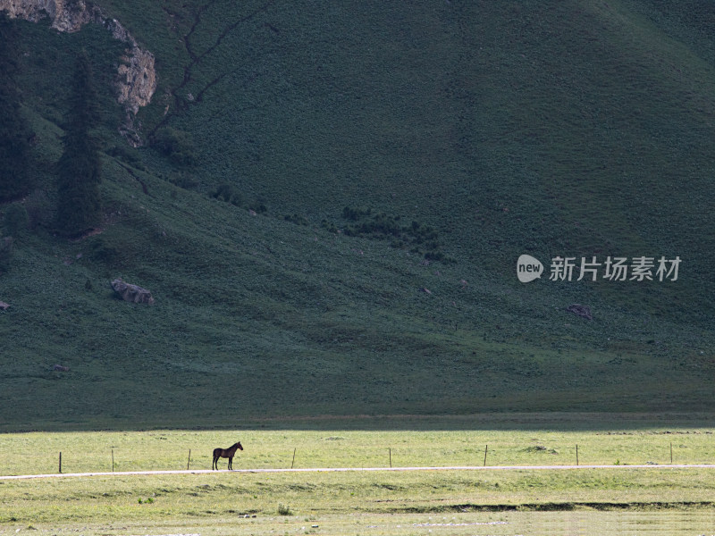 绿色草原中站立着一匹马的自然风景