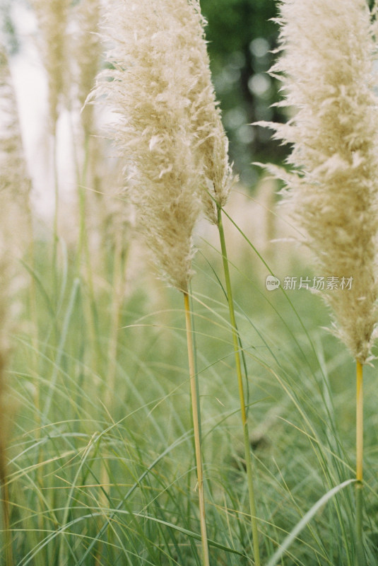 蓬松的芦苇特写