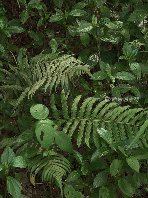 森林蕨类植物