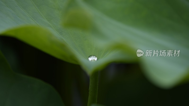 荷叶上的露珠