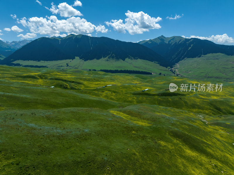 新疆北疆伊犁喀纳峻大草原鲜花台高空航拍