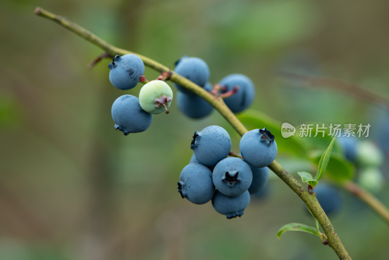 果园蓝莓果实