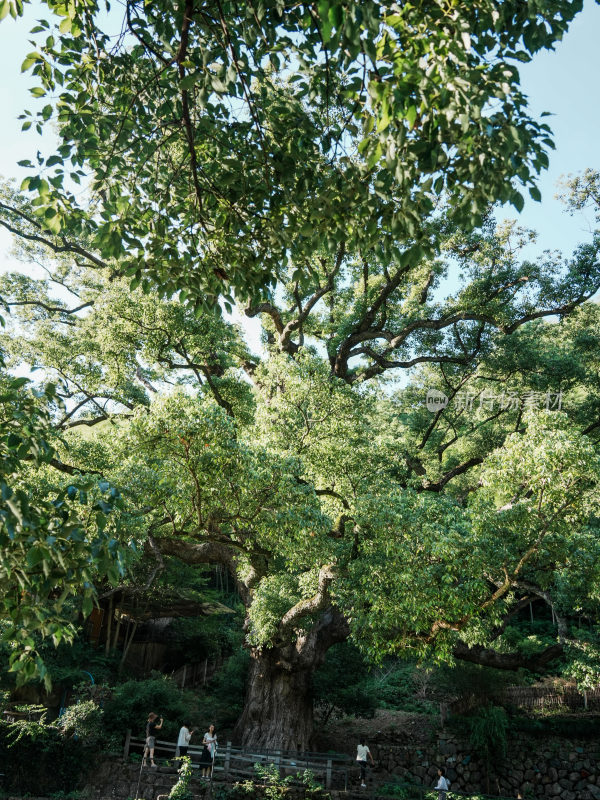 茂盛大树下的休闲场景