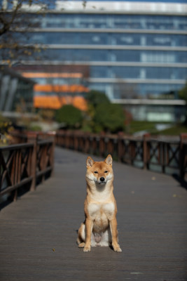 一只坐在栈道上的柴犬