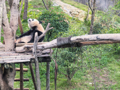 成都大熊猫繁育研究基地的大熊猫