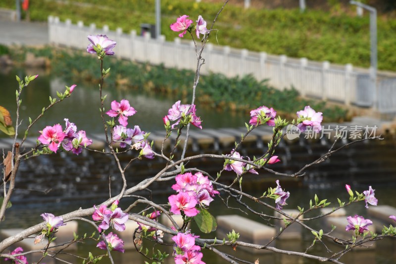 广东东莞：春光明媚 洋紫荆花开正盛