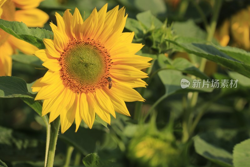 向日葵花 蜜峰采蜜向日葵