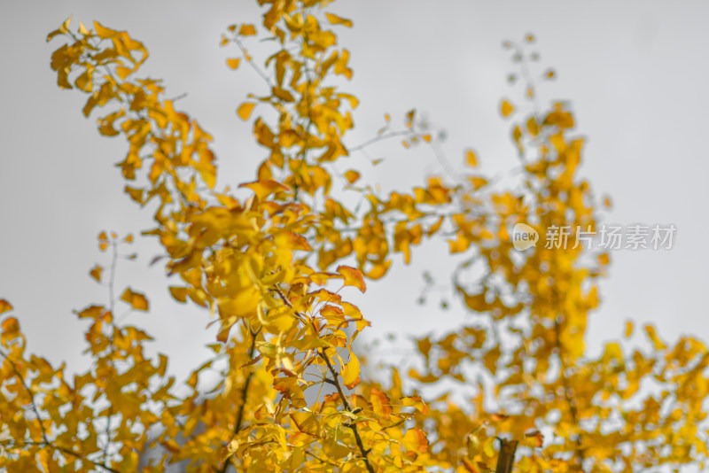 秋天天空下的银杏树叶