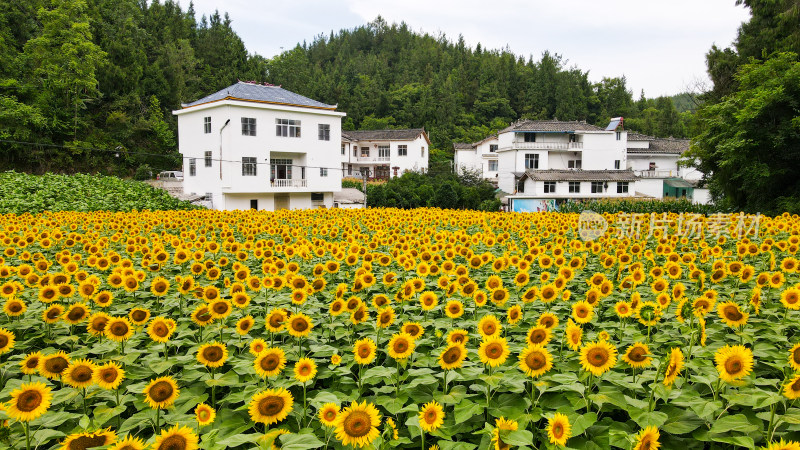 美丽田野田园太阳花葵花花朵向日葵航拍