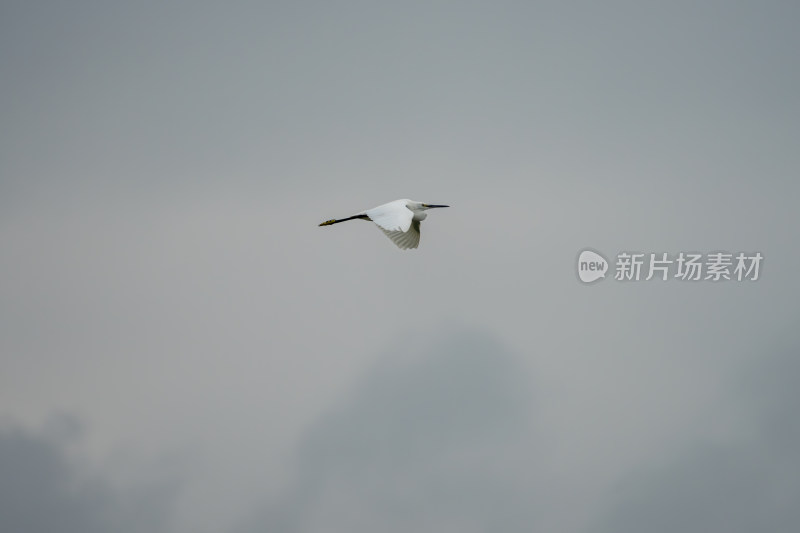 白鹭凌空展翅